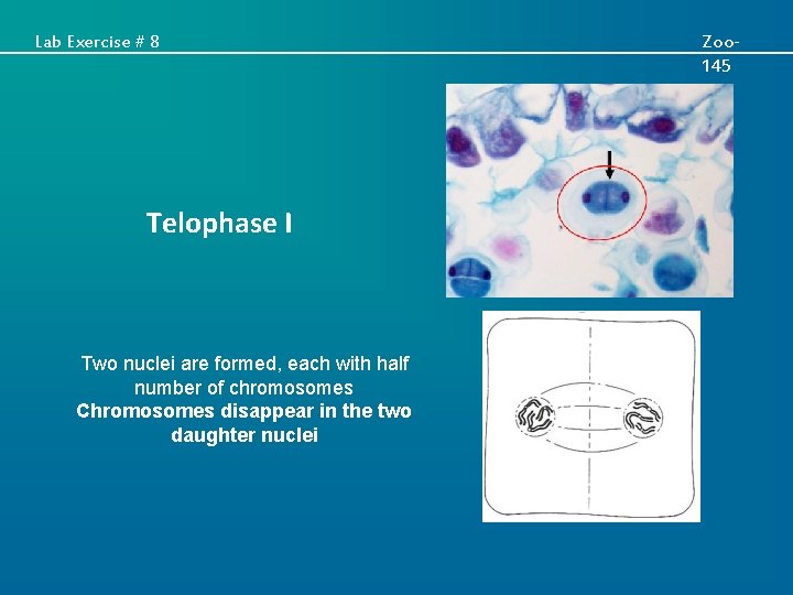 Lab Exercise # 8 Telophase I Two nuclei are formed, each with half number