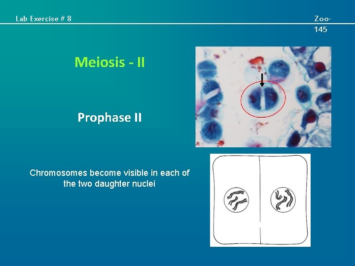 Lab Exercise # 8 Zoo 145 Meiosis - II Prophase II Chromosomes become visible