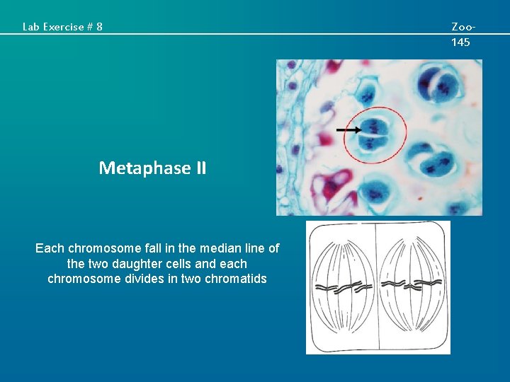 Lab Exercise # 8 Metaphase II Each chromosome fall in the median line of