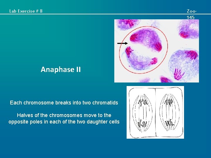 Lab Exercise # 8 Anaphase II Each chromosome breaks into two chromatids Halves of