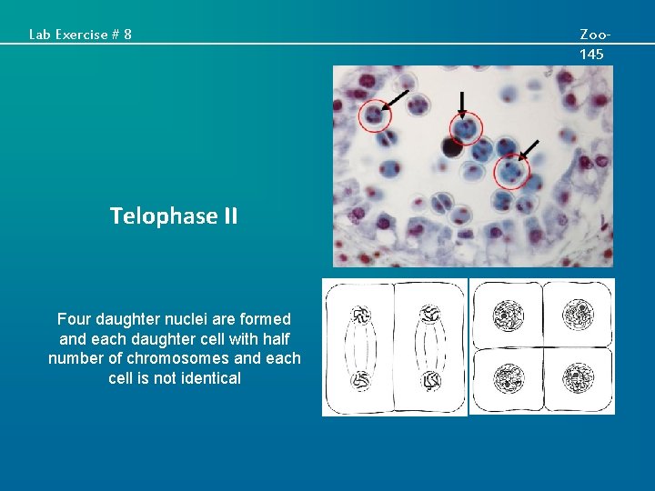 Lab Exercise # 8 Telophase II Four daughter nuclei are formed and each daughter