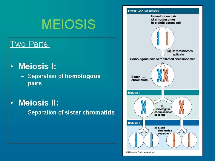 MEIOSIS Two Parts: • Meiosis I: – Separation of homologous pairs • Meiosis II: