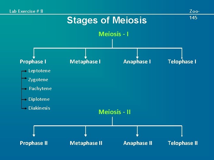 Lab Exercise # 8 Stages of Meiosis Zoo 145 Meiosis - I Prophase I