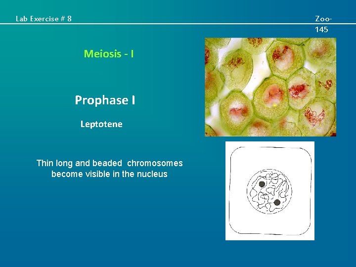 Lab Exercise # 8 Zoo 145 Meiosis - I Prophase I Leptotene Thin long