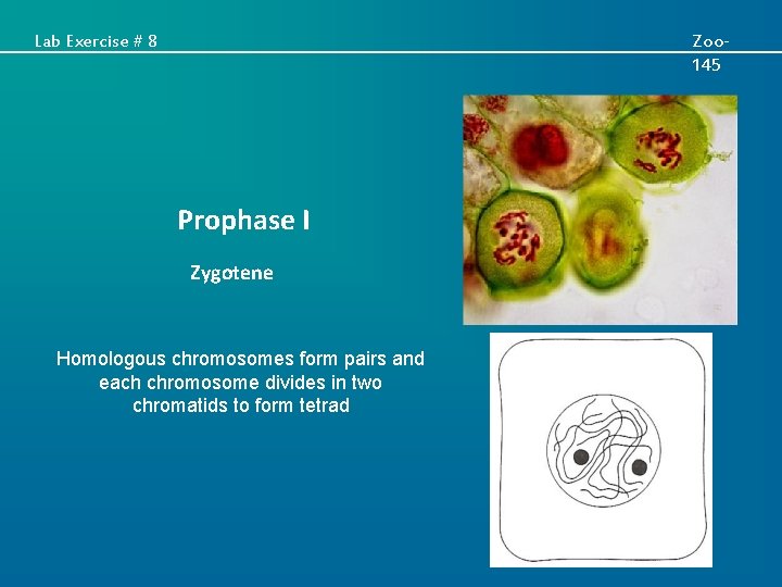 Lab Exercise # 8 Zoo 145 Prophase I Zygotene Homologous chromosomes form pairs and
