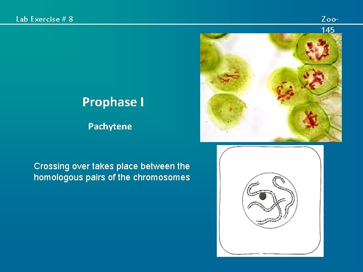 Lab Exercise # 8 Zoo 145 Prophase I Pachytene Crossing over takes place between