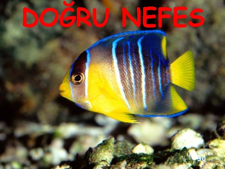 DOĞRU NEFES 50 