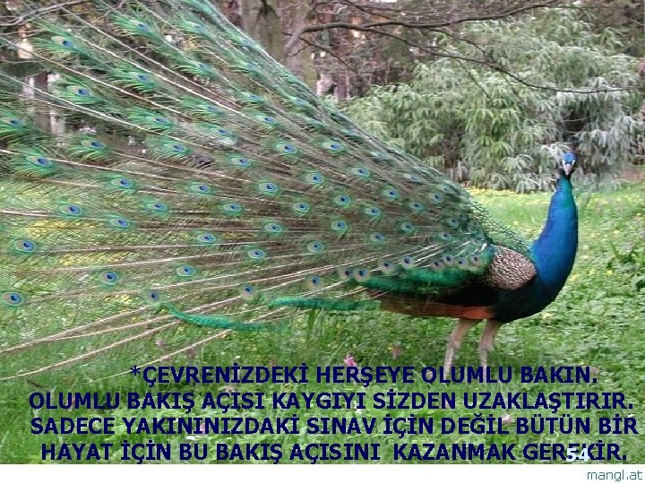 *ÇEVRENİZDEKİ HERŞEYE OLUMLU BAKIN. OLUMLU BAKIŞ AÇISI KAYGIYI SİZDEN UZAKLAŞTIRIR. SADECE YAKININIZDAKİ SINAV İÇİN