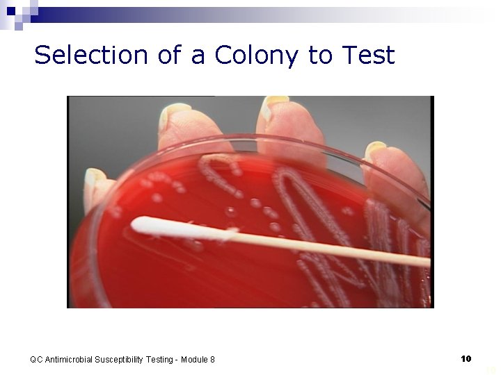 Selection of a Colony to Test QC Antimicrobial Susceptibility Testing - Module 8 10