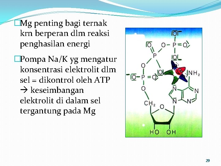 �Mg penting bagi ternak krn berperan dlm reaksi penghasilan energi �Pompa Na/K yg mengatur