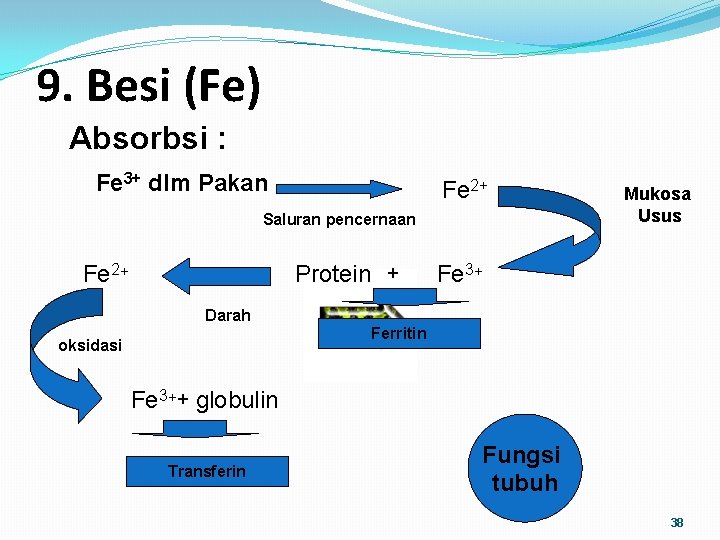 9. Besi (Fe) Absorbsi : Fe 3+ dlm Pakan Fe 2+ Saluran pencernaan Fe