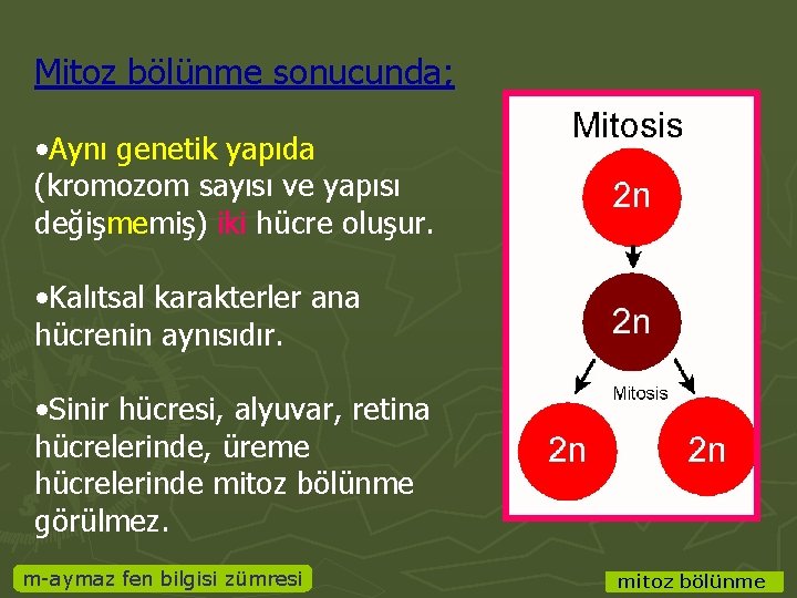 Mitoz bölünme sonucunda; • Aynı genetik yapıda (kromozom sayısı ve yapısı değişmemiş) iki hücre