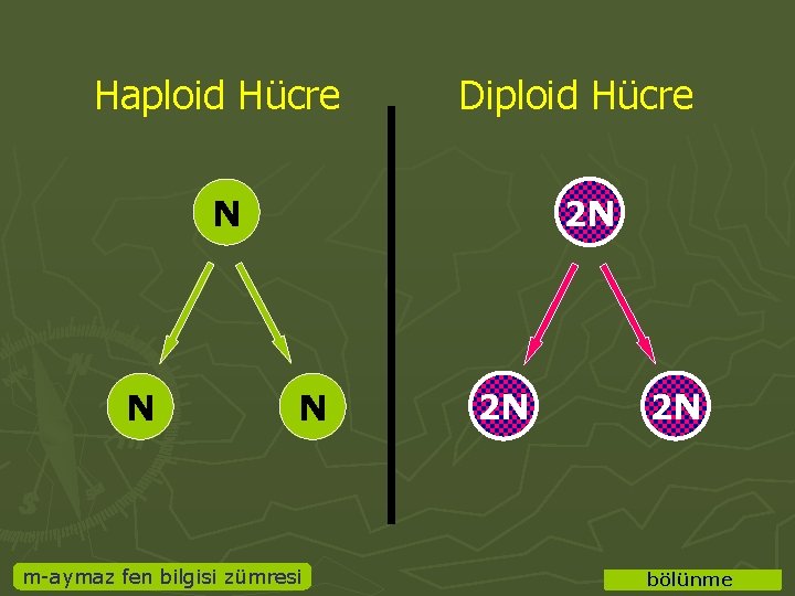 Haploid Hücre Diploid Hücre N N 2 N N m-aymaz fen bilgisi zümresi 2