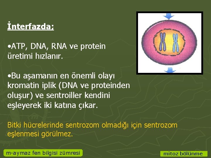 İnterfazda; • ATP, DNA, RNA ve protein üretimi hızlanır. • Bu aşamanın en önemli