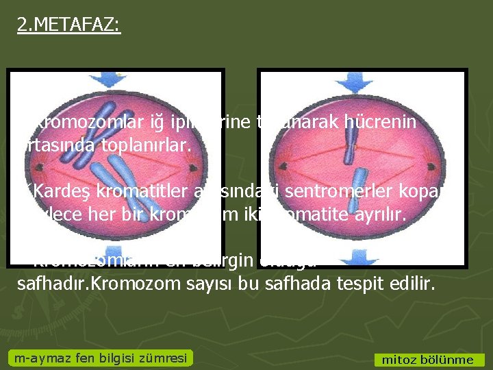 2. METAFAZ: üKromozomlar iğ ipliklerine tutunarak hücrenin ortasında toplanırlar. üKardeş kromatitler arasındaki sentromerler kopar.