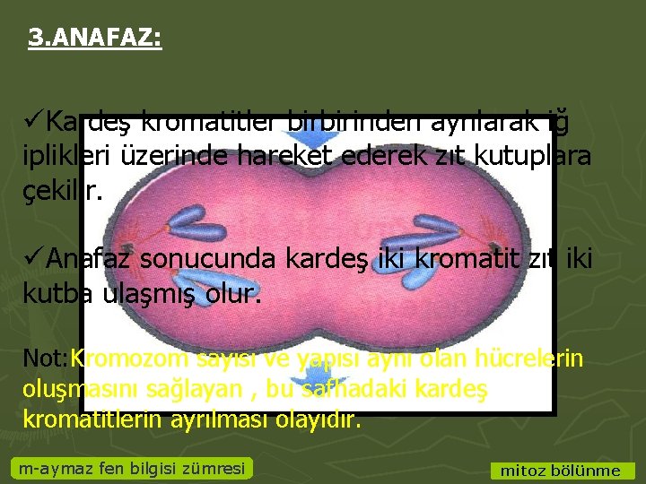 3. ANAFAZ: üKardeş kromatitler birbirinden ayrılarak iğ iplikleri üzerinde hareket ederek zıt kutuplara çekilir.