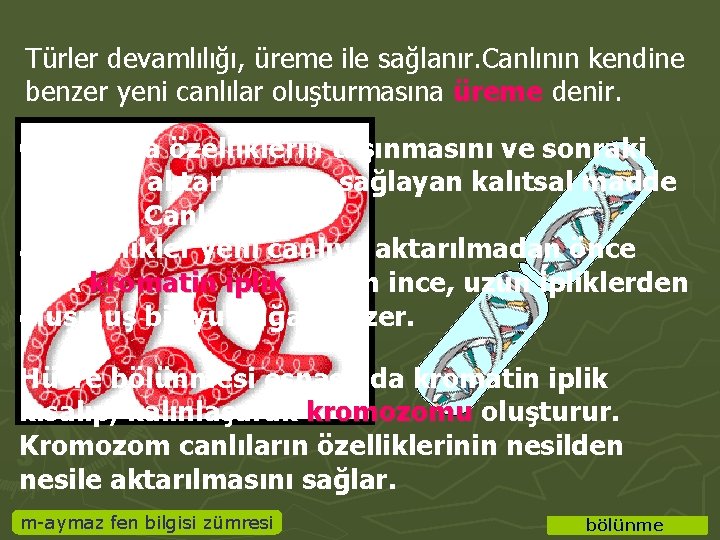 Türler devamlılığı, üreme ile sağlanır. Canlının kendine benzer yeni canlılar oluşturmasına üreme denir. Canlılarda