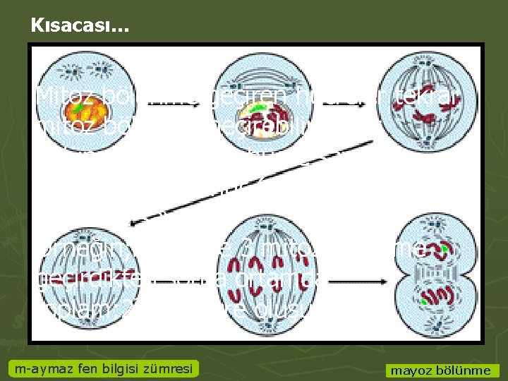 Kısacası… Mitoz bölünme geçiren hücreler tekrar mitoz bölünme geçirebilir. Mitoz bölünmede oluşan hücre sayısı