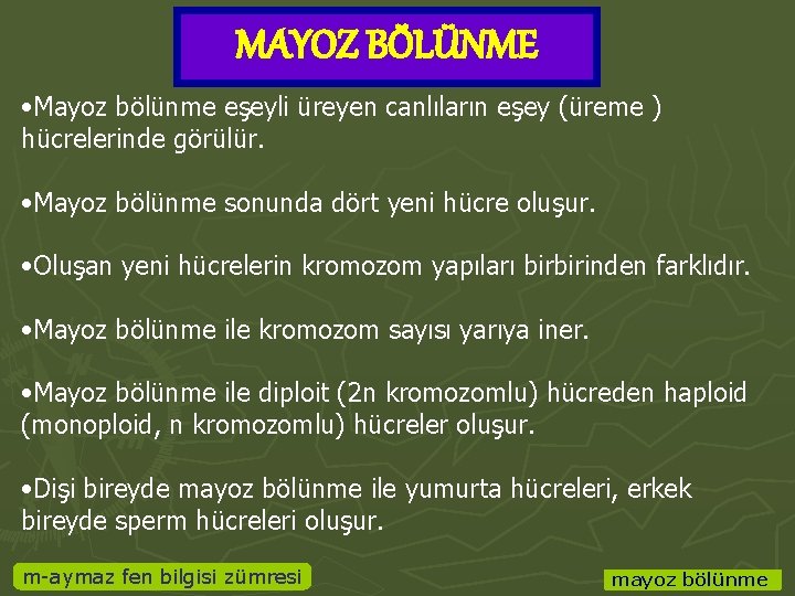 MAYOZ BÖLÜNME • Mayoz bölünme eşeyli üreyen canlıların eşey (üreme ) hücrelerinde görülür. •