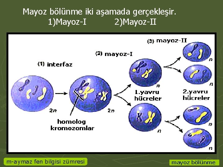 Mayoz bölünme iki aşamada gerçekleşir. 1)Mayoz-I 2)Mayoz-II m-aymaz fen bilgisi zümresi mayoz bölünme 