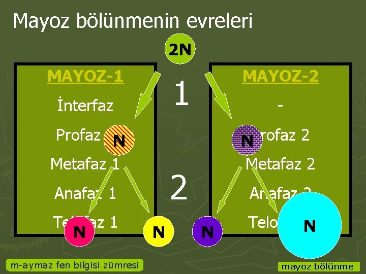 Mayoz bölünmenin evreleri 2 N MAYOZ-1 1 İnterfaz Profaz 1 N Metafaz 1 m-aymaz