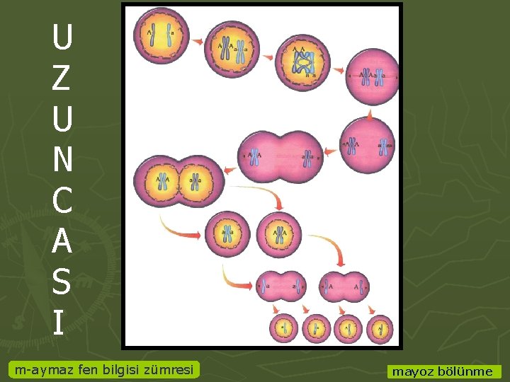 U Z U N C A S I m-aymaz fen bilgisi zümresi mayoz bölünme
