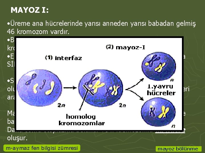 MAYOZ I: • Üreme ana hücrelerinde yarısı anneden yarısı babadan gelmiş 46 kromozom vardır.