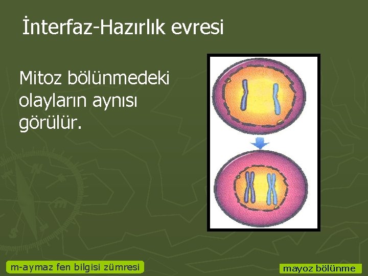 İnterfaz-Hazırlık evresi Mitoz bölünmedeki olayların aynısı görülür. m-aymaz fen bilgisi zümresi mayoz bölünme 