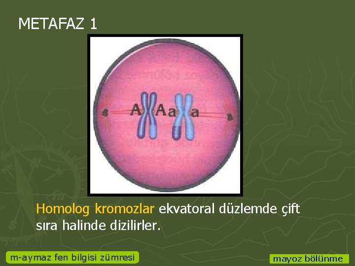 METAFAZ 1 Homolog kromozlar ekvatoral düzlemde çift sıra halinde dizilirler. m-aymaz fen bilgisi zümresi