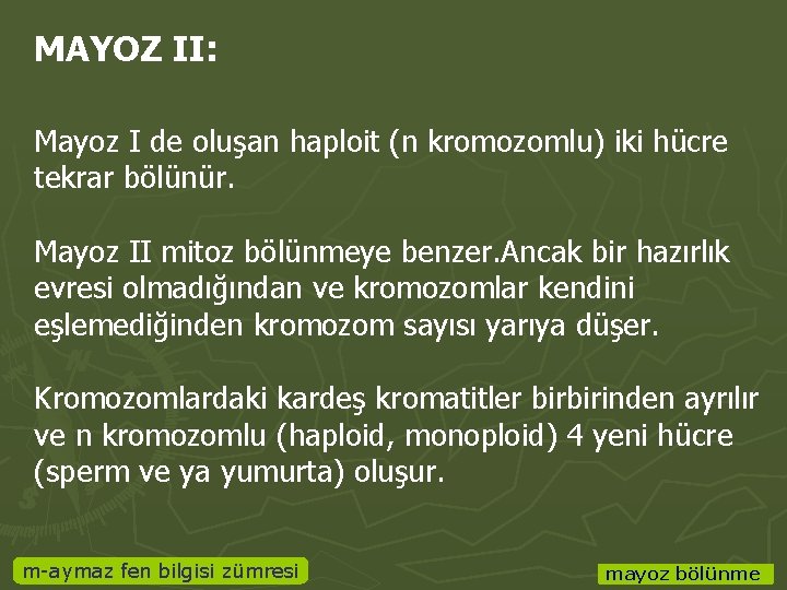 MAYOZ II: Mayoz I de oluşan haploit (n kromozomlu) iki hücre tekrar bölünür. Mayoz