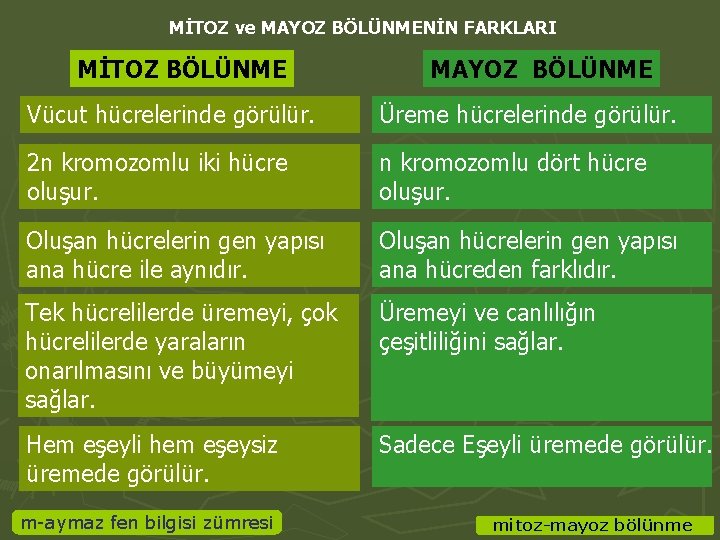 MİTOZ ve MAYOZ BÖLÜNMENİN FARKLARI MİTOZ BÖLÜNME MAYOZ BÖLÜNME Vücut hücrelerinde görülür. Üreme hücrelerinde