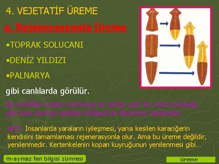 4. VEJETATİF ÜREME a. Rejenerasyonla Üreme • TOPRAK SOLUCANI • DENİZ YILDIZI • PALNARYA