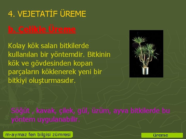 4. VEJETATİF ÜREME b. Çelikle Üreme Kolay kök salan bitkilerde kullanılan bir yöntemdir. Bitkinin