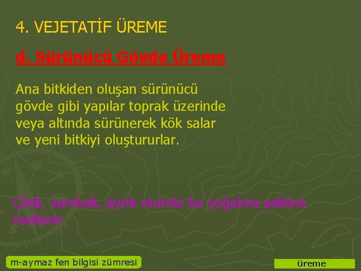 4. VEJETATİF ÜREME d. Sürünücü Gövde Üreme Ana bitkiden oluşan sürünücü gövde gibi yapılar