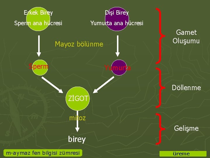 Erkek Birey Dişi Birey Sperm ana hücresi Yumurta ana hücresi Gamet Oluşumu Mayoz bölünme