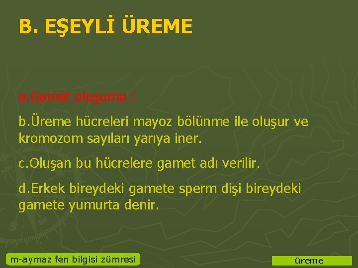 B. EŞEYLİ ÜREME a. Gamet oluşumu : b. Üreme hücreleri mayoz bölünme ile oluşur