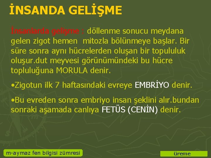 İNSANDA GELİŞME İnsanlarda gelişme : döllenme sonucu meydana gelen zigot hemen mitozla bölünmeye başlar.