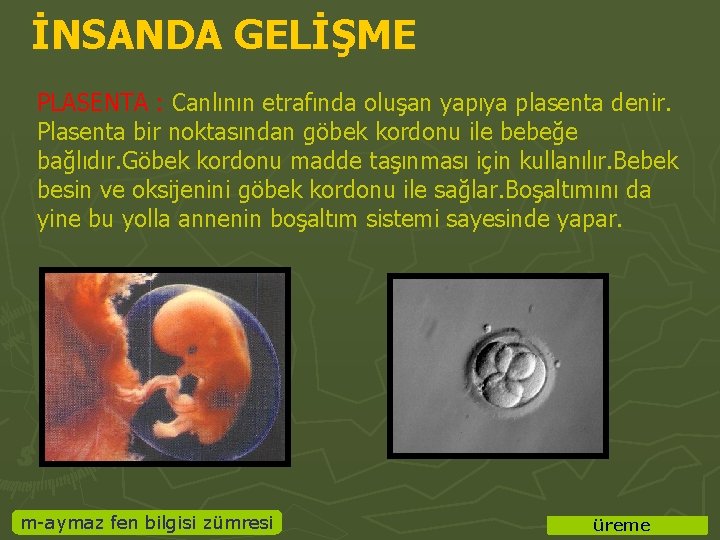 İNSANDA GELİŞME PLASENTA : Canlının etrafında oluşan yapıya plasenta denir. Plasenta bir noktasından göbek