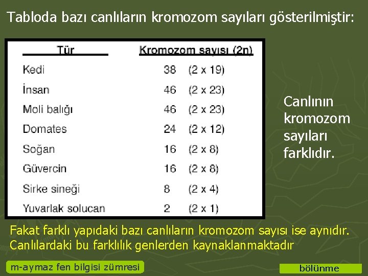 Tabloda bazı canlıların kromozom sayıları gösterilmiştir: Canlının kromozom sayıları farklıdır. Fakat farklı yapıdaki bazı