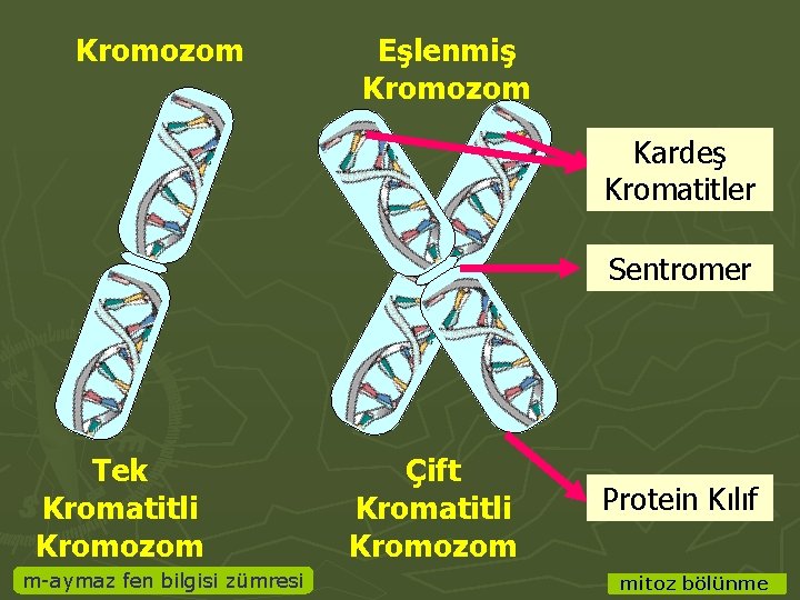 Kromozom Eşlenmiş Kromozom Kardeş Kromatitler Sentromer Tek Kromatitli Kromozom m-aymaz fen bilgisi zümresi Çift