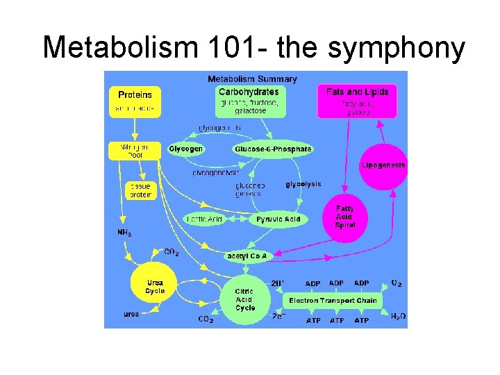 Metabolism 101 - the symphony 