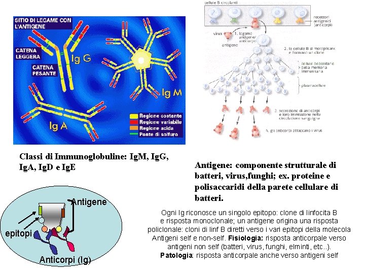 Classi di Immunoglobuline: Ig. M, Ig. G, Ig. A, Ig. D e Ig. E