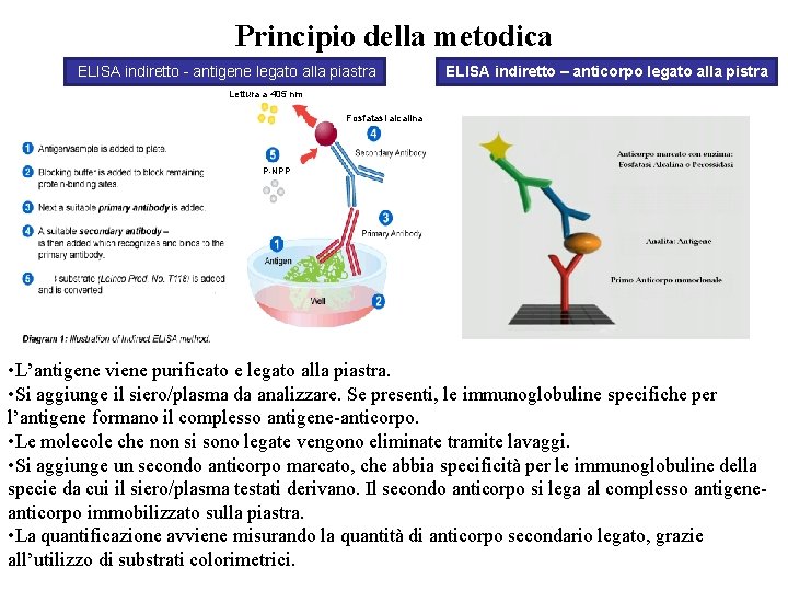 Principio della metodica ELISA indiretto - antigene legato alla piastra ELISA indiretto – anticorpo