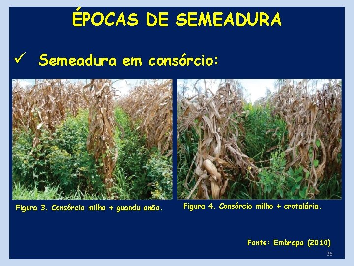 ÉPOCAS DE SEMEADURA ü Semeadura em consórcio: Figura 3. Consórcio milho + guandu anão.