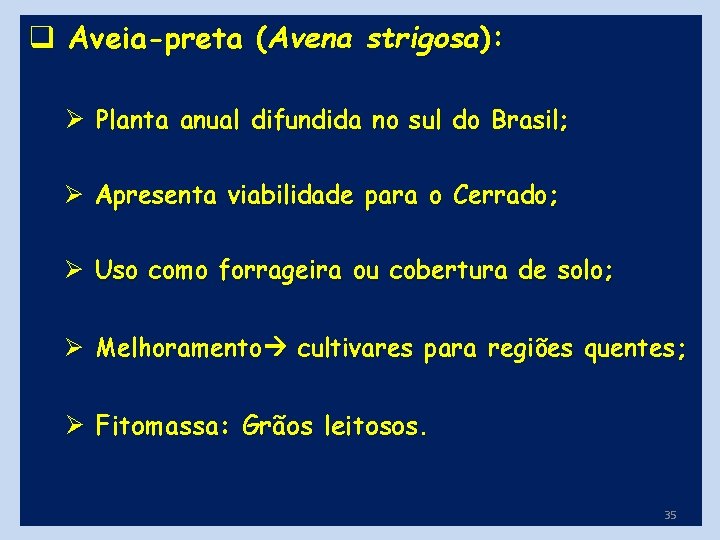 q Aveia-preta (Avena strigosa): Ø Planta anual difundida no sul do Brasil; Ø Apresenta