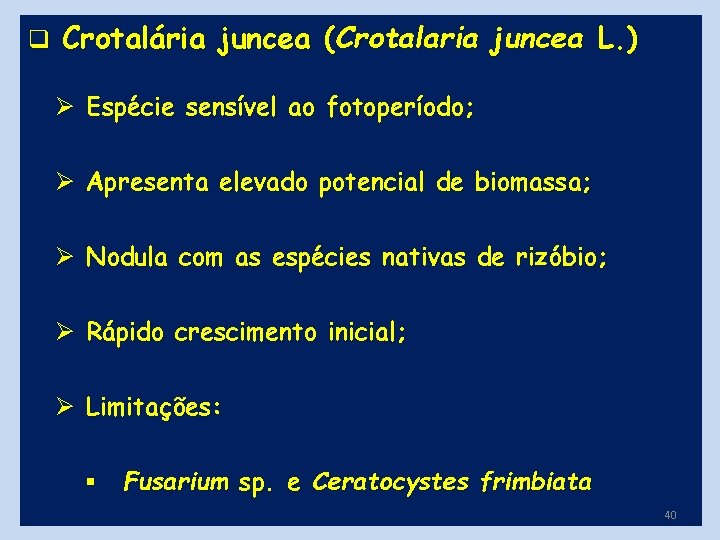 q Crotalária juncea (Crotalaria juncea L. ) Ø Espécie sensível ao fotoperíodo; Ø Apresenta