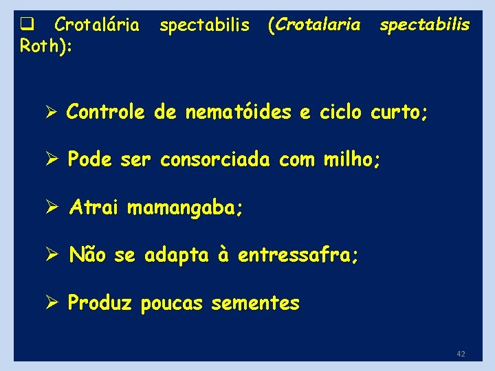 q Crotalária spectabilis (Crotalaria spectabilis Roth): Ø Controle de nematóides e ciclo curto; Ø