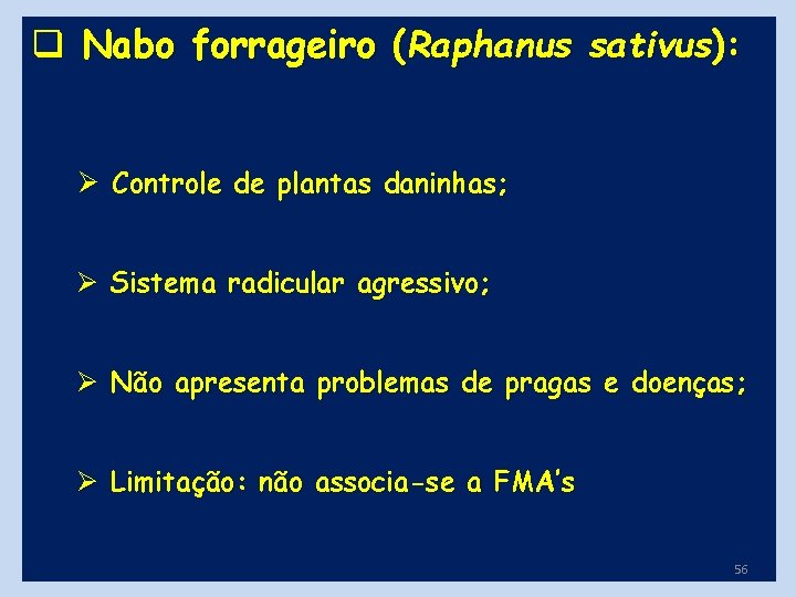 q Nabo forrageiro (Raphanus sativus): Ø Controle de plantas daninhas; Ø Sistema radicular agressivo;