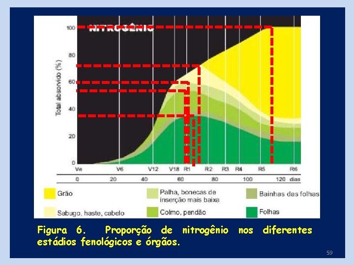 Figura 6. Proporção de nitrogênio nos diferentes estádios fenológicos e órgãos. 59 