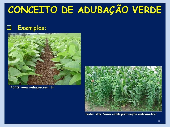 CONCEITO DE ADUBAÇÃO VERDE q Exemplos: Fonte: www. rehagro. com. br Fonte: http: //www.